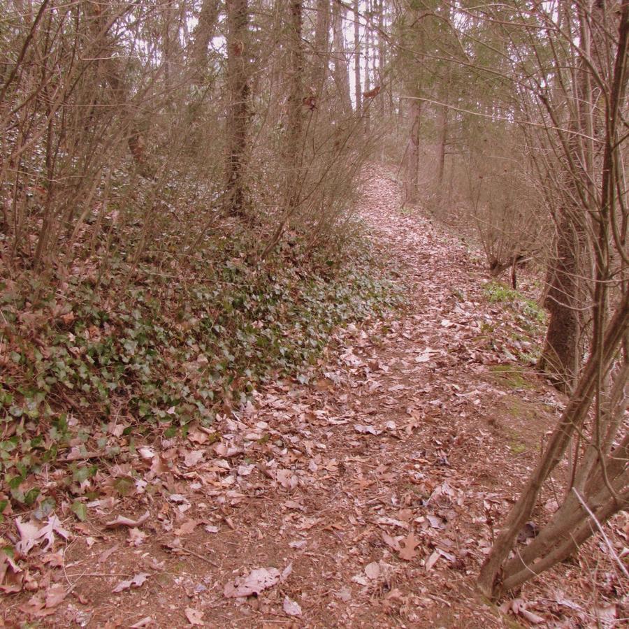 Red Leaf River Inn Waynesville Esterno foto