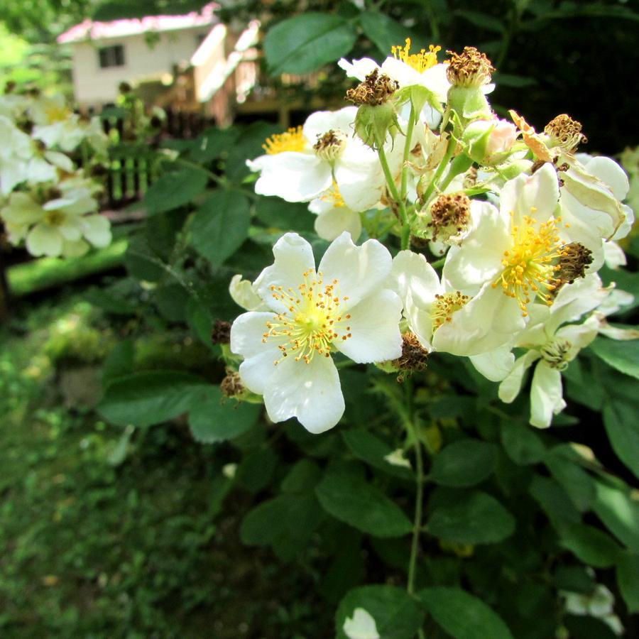 Red Leaf River Inn Waynesville Esterno foto