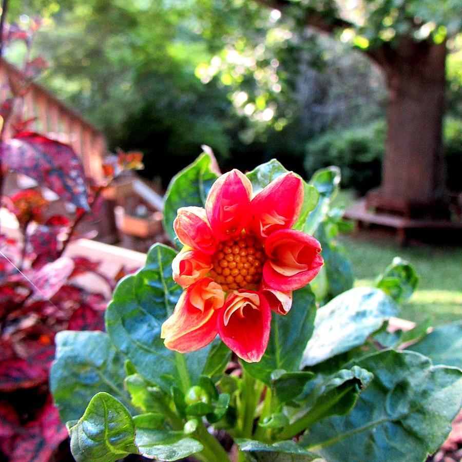Red Leaf River Inn Waynesville Esterno foto